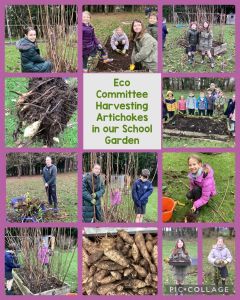 Harvesting Artichokes in our School Garden : Eco Committee December 2024