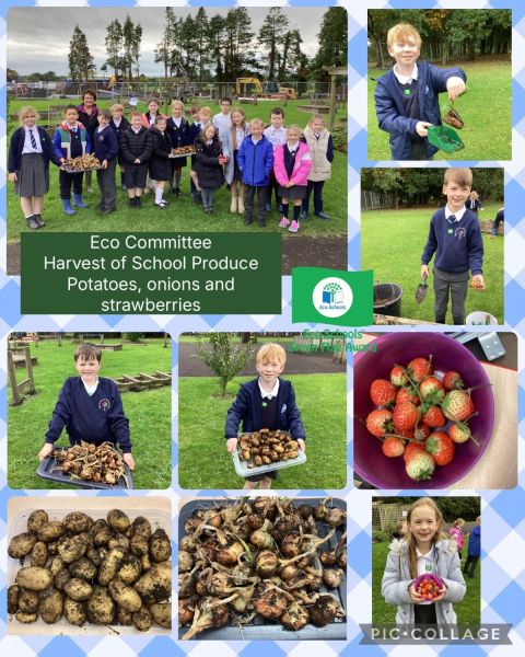 Harvesting School Garden Produce: Eco - Schools Committee 